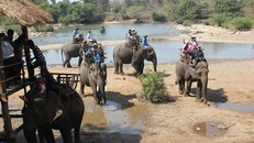 Cưỡi voi hiện vẫn là dịch vu thu hút nhiều khách du lịch tại tỉnh Đắk Lắk. (Ảnh: Trung Chuyên)