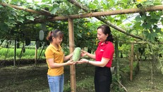 Đại diện WinCommerce làm việc cùng bà con tại Vườn bí xanh thơm Bắc Kạn.