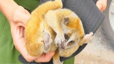 Một cá thể cu li. (Ảnh minh họa. Nguồn: TTXVN)