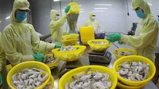 Chế biến tôm đông lạnh xuất khẩu tại nhà máy của Tập đoàn Minh Phú, tỉnh Hậu Giang. (Ảnh: Vũ Sinh/TTXVN)