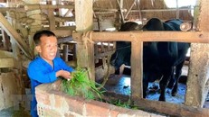 Anh Phan Quang Thái chỉ cao 1m2, nặng 35kg, bị nhiễm chất độc da cam từ cha nên mang trong mình căn bệnh đùn cột sống, khớp xương. Học xong lớp 12, anh lập nghiệp bằng cách chăn nuôi gà, bò, trâu, mang lại thu nhập cho bản thân và gia đình. (Ảnh: TTXVN phát)