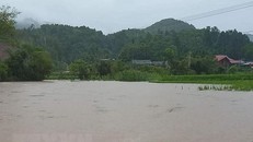 Mưa lớn kéo dài đã gây nhiều thiệt hại về diện tích lúa và hoa mầu của người dân tỉnh Yên Bái. (Ảnh: TTXVN phát)