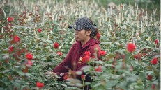 Từ ngày 9-11/12 sẽ diễn ra Lễ hội hoa đầu tiên tại huyện Mê Linh (Hà Nội).(Ảnh: PV/Vietnam+) 