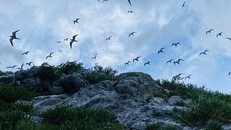 Chim tự nhiên về cư trú tại Hòn Trứng ở Bà Rịa-Vũng Tàu. (Ảnh: Ngọc Sơn/Vietnam+)