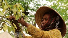 Nông dân thu hoạch hồ tiêu sớm. (Ảnh: Sỹ Tuyên/TTXVN)