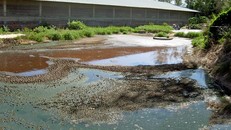 Một cơ sở chăn nuôi gây ô nhiễm môi trường.