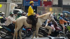 Người đàn ông cưỡi ngựa đi vào làn đường xe cơ giới vào chiều ngày 14/2. Ảnh: PC08