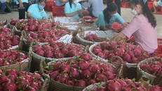 Việt Nam có rất nhiều trái cây nhiệt đới đặc sản, nhưng đến nay mới chỉ có quả thanh long được cấp phép nhập khẩu vào thị trường Ấn Độ. (Ảnh: Minh Trí/TTXVN) 