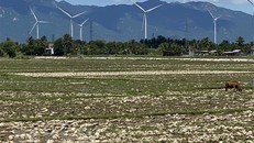 Nhiều diện tích trồng lúa ở huyện Thuận Nam đã đổ ải nhưng không thể gieo cấy vụ Hè Thu vì thiếu nước tưới. (Ảnh: Công Thử/TTXVN) 