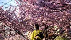 Hoa anh đào nở rộ tại Miura, tỉnh Kanagawa, Nhật Bản, ngày 27/2/2023. (Ảnh: AFP/TTXVN)