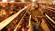 Một trang trại nuôi gà. (Ảnh: TTXVN)