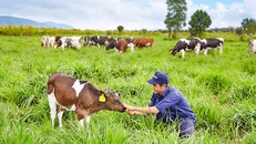 Vinamilk đạt chứng nhận trang trại bò sữa organic đầu tiên tại Việt Nam