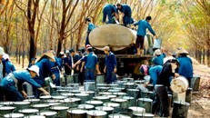 Thủ tướng yêu cầu báo cáo sai phạm tại Tập đoàn Cao su