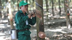 Công nhân Tập đoàn cao su đang làm việc. Ảnh: Báo Đầu tư
