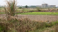 Nhiều khu vực của các dự án được người dân tận dụng đất bỏ hoang để trồng rau (Ảnh: IT).