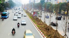 Hà Nội đã tiến hành trồng cây phong lá đỏ ở các tuyến đường như Nguyễn Chí Thanh, Láng Hạ, Trần Duy Hưng. (Ảnh: Toàn Vũ).