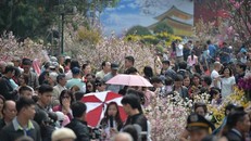 Biển người chen chân ngắm hoa anh đào ngày đầu lễ hội