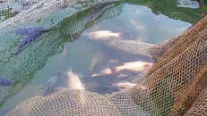 Cá chết ở Vũng Áng được cơ quan chức năng xác nhận do thiếu oxy cục bộ - Ảnh: CTV