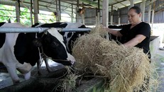 Người chăn nuôi bò sữa cần liên hệ chặt chẽ, tiếp nhận và tuân thủ nghiêm quy trình sản xuất, thu vắt, bảo quản, vận chuyển sữa tươi để đạt chất lượng cao theo yêu cầu