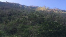 Một góc rừng phòng hộ Cù Hin nằm trong quy hoạch