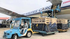 Bò được chuyên chở trong các cũi gỗ theo tiêu chuẩn và quy định quốc tế, các chuyên gia đi áp tải và theo dõi sức khỏe đàn bò.