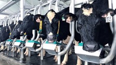 Bò sữa A2 đã bắt đầu sản xuất ra sữa từ ngày 28 tháng 6 năm 2018