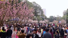 "Biển người" chen chân chờ vào check in với hoa anh đào