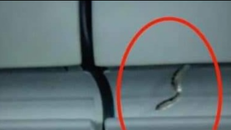 Vụ phát hiện rắn trên máy bay: do hành khách mang lên, để trong hành lý xách tay