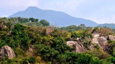 Khu dự trữ sinh quyển Núi Chúa. Ảnh: Tư liệu VQG Núi Chúa 