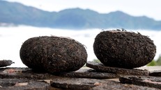 Quả trà cổ ép theo phương pháp thủ công của nhà trà Shanam