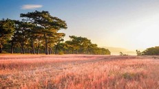 Vẻ đẹp của đồi cỏ hồng ở Gia Lai, ảnh Internet.