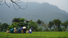 Những người nông dân chăm chỉ hái chè từ sáng sớm Ảnh: Trà My.