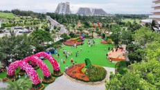 Chưa từng có: Rừng hoa đại ngàn khoe sắc bên phố biển Quy Nhơn