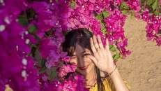 Chiêm ngưỡng 'cụ' hoa giấy trăm triệu ở đảo Lý Sơn