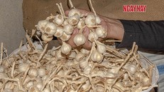 Tỏi Lý Sơn. Ảnh: Linh Vũ