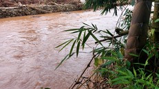 Lượng mưa không nhiều nhưng dòng nước vẫn lên cao gần qua bờ tre. Ảnh: Xuân Thời