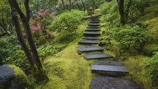 Người Nhật Bản và tình yêu vô hạn với loài rêu