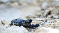 Người và rùa song hành ​