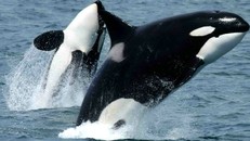 Bảo tồn cá voi nhờ hình ảnh chụp vệ tinh