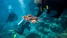 Rạn san hô di sản tổn hại vì nóng