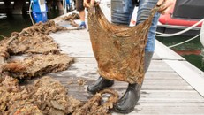 Túi 'phân hủy sinh học' sau 3 năm dưới đất vẫn có thể sử dụng