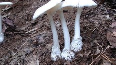 Nguy kịch vì ăn phải nấm độc