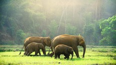 Nỗ lực bảo tồn những động vật khổng lồ sinh sản chậm