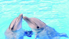 Cá heo kết bạn giống như con người