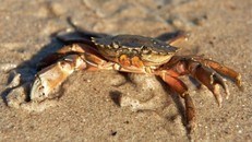 Sông Thames 'nuốt' 94.000 hạt vi nhựa mỗi giây