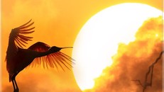 Như cánh vạc bay...