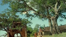 Cây đa 'ông Càng' 