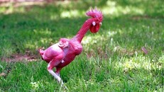 Giống gà không lông.