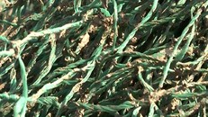 Bùn lạ bám vào lưới ngư dân tiếp tục được phát hiện ở tỉnh Quảng Bình, cách vị trí trước đó khoảng 60km về phía bắc. Ảnh: Hoàng Táo