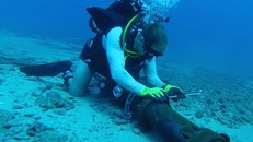 Dự kiến phải hơn 3 ngày nữa, sự cố xảy ra trên tuyến cáp quang biển Liên Á vào ngày 11/1/2017 mới được khắc phục xong